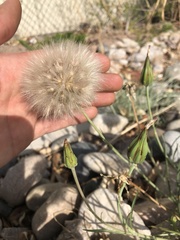 Scorzonera laciniata