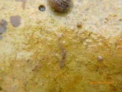 Enchiridium punctatum