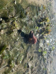 Clibanarius infraspinatus