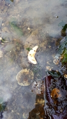 Eupentacta quinquesemita