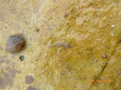 Enchiridium punctatum