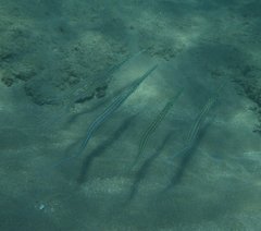 Fistularia tabacaria