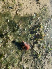 Clibanarius infraspinatus