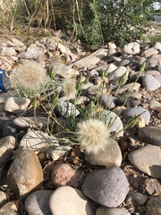 Scorzonera laciniata