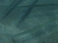 Fistularia tabacaria