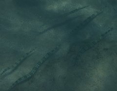 Fistularia tabacaria