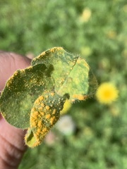 Puccinia lagenophorae