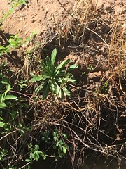 Oenothera elata hookeri