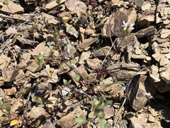 Acanthomintha lanceolata