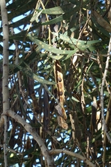 Acacia retinodes