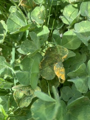 Puccinia lagenophorae