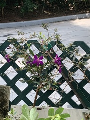 Pleroma semidecandrum