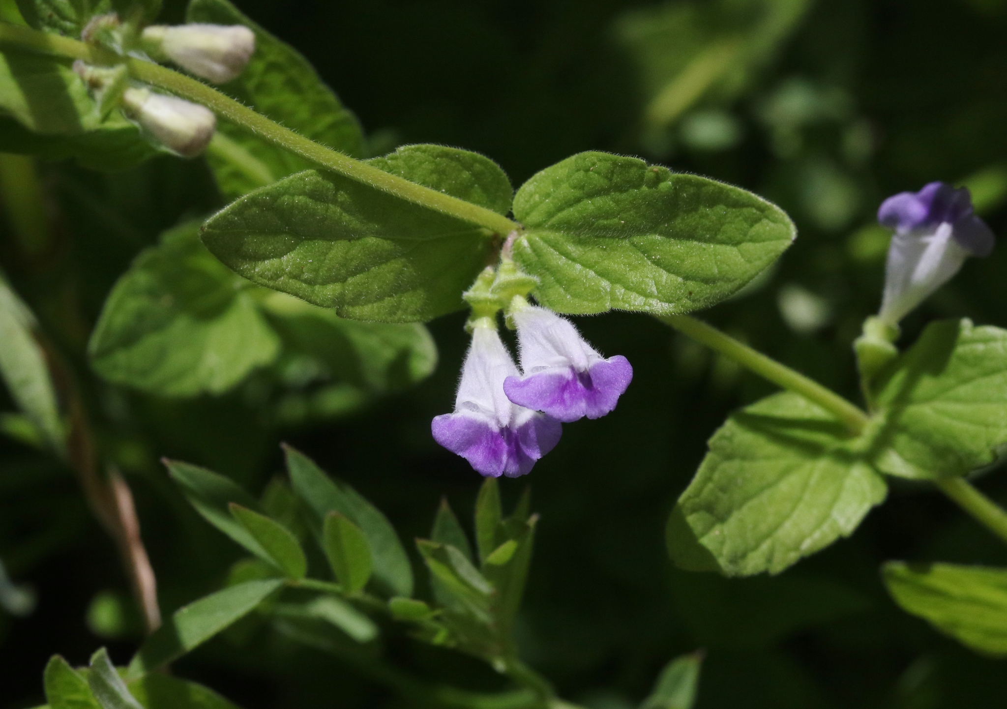 Scutellaria bolanderi ssp. austromontana