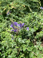 Scutellaria tashiroi