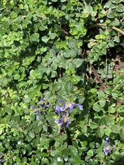 Scutellaria tashiroi