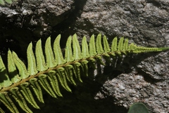 Polystichum imbricans curtum
