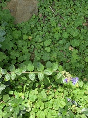 Scutellaria tashiroi