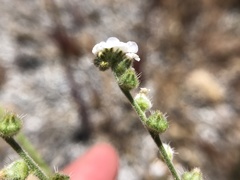 Plagiobothrys canescens