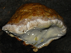 Fomitopsis schrenkii