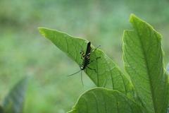 Chromacris psittacus