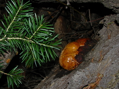 Fomitopsis schrenkii