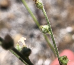 Plagiobothrys canescens