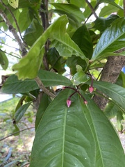 Myrsinoideae