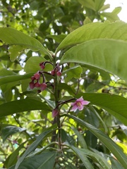Myrsinoideae