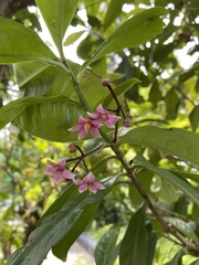 Myrsinoideae