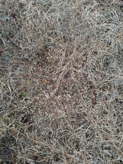 Symphyotrichum depauperatum