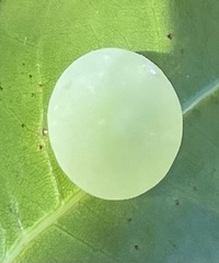 Amphibolips quercusracemaria