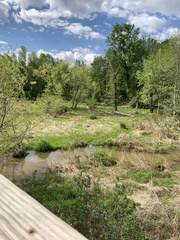 Meleagris gallopavo silvestris