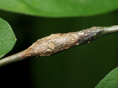 Neolasioptera linderae