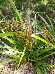 Scirpus ternatanus