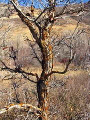 Xanthomendoza montana