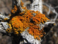 Xanthomendoza montana