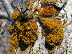 Xanthomendoza montana