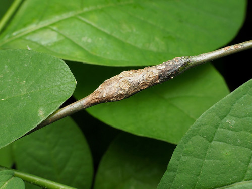Neolasioptera linderae