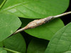 Neolasioptera linderae - Photo (c) Katja Schulz, some rights reserved (CC BY), uploaded by Katja Schulz