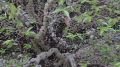 Plinia cauliflora
