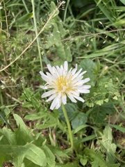 Taraxacum albidum