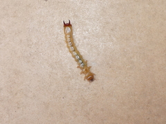 Dendroides ephemeroides