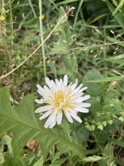 Taraxacum albidum