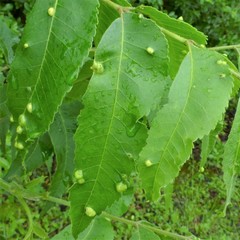 Phylloxera notabilis