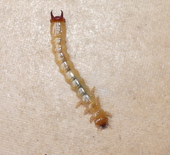 Dendroides ephemeroides