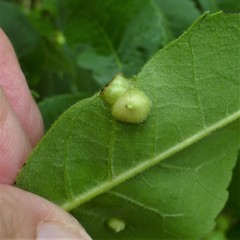 Phylloxera notabilis