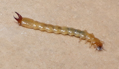 Dendroides ephemeroides
