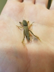 Neoscapteriscus borellii