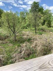 Meleagris gallopavo silvestris