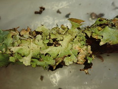 Parmotrema reparatum